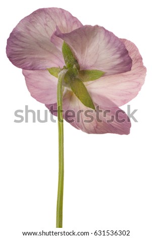 Studio Shot of Pink Colored Pansy Flower Isolated on White Background. Large Depth of Field (DOF). Macro.