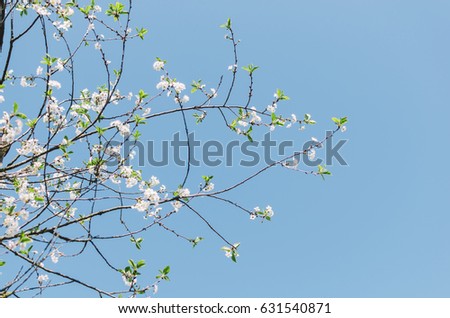 Flowers of the trees in spring time on sky background