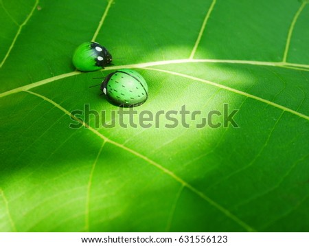 Ladybug insects walking on green leaves. To find a spawn or food source.
