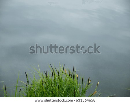 Natural background of green reeds.close up