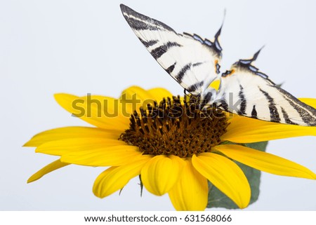 Butterfly on a big yellow flower on a white background