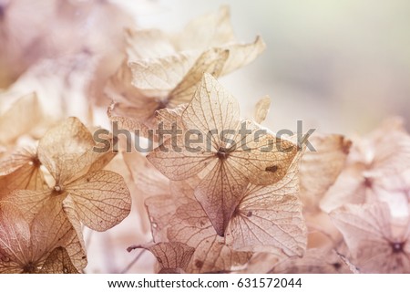 dry hydrangea floral background 