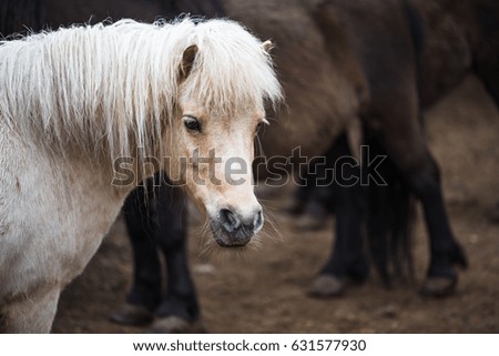 Portrait of  white horse