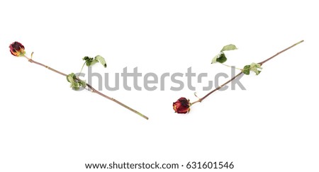 Single dried red rose over the white isolated background