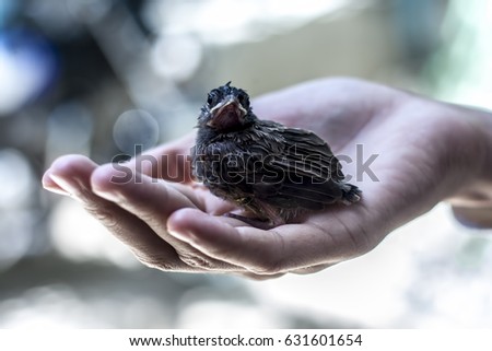 Baby of Red Vented Bulbul sitting on human hand finding his\her Mother.