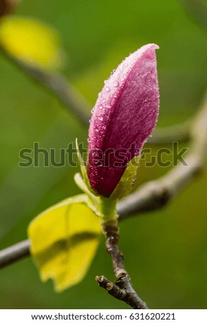 Macro blooming magnolia on a  branch close up