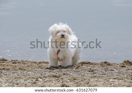 Cute fluffy dog - Maltese puppy