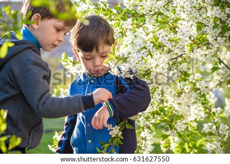Two cute children, boy brothers, walking in a spring cherry blossom garden, holding flowers and having fun togerther. friendship concept. harvest bug