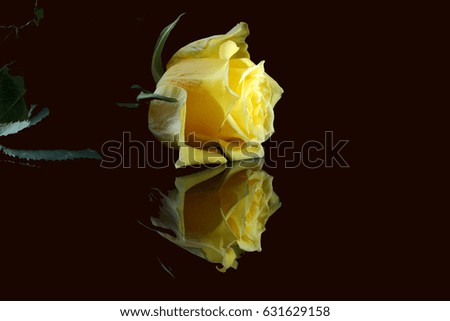 Nice yellow rose reflected with black background as concept of happy with your love and relationship.