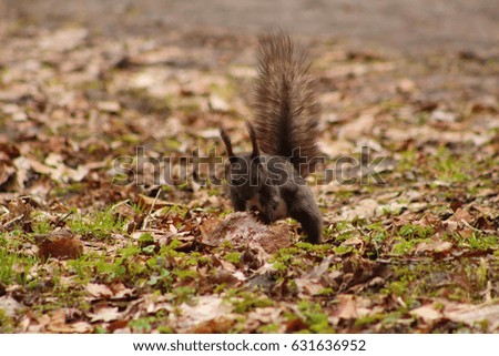 Black squirrel hiding a nut