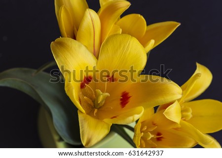 bouquet of yellow tulips close up on slate background