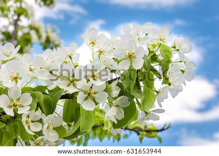 Blossoms trees spring, branches of pear on the blue sky. Conceptual photography