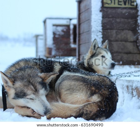 Alaskan Husky Sled dogs (not) ready to run true winter wonderland.
