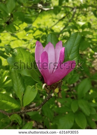 magnolia blossoms 