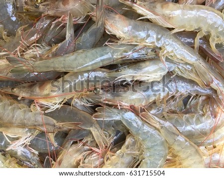 Vietnamese whiteleg shrimp, Litopenaeus vannamei