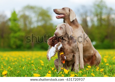 picture of a cute Weimaraner puppy playing with a plush pheasant in a dandelion meadow