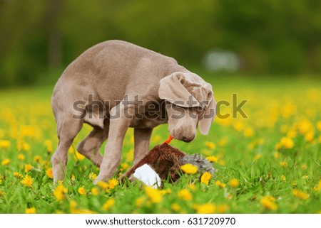 picture of a Weimaraner puppy playing with a plush pheasant