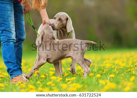 picture of a woman with Weimaraner adult and puppy outdoors
