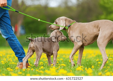 picture of a woman with Weimaraner adult and puppy outdoors