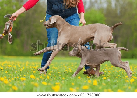 picture of a woman playing with a Weimaraner adult and puppy