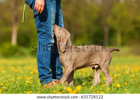 picture of a woman playing with a Weimaraner puppy