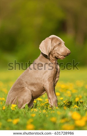 portrait picture of a cute Weimaraner puppy