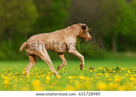 picture of a Weimaraner dog running on the meadow