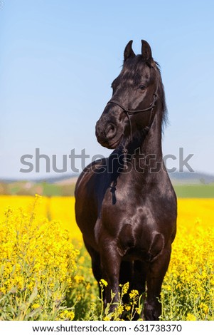 portrait picture of a Friesian horse in a rape field