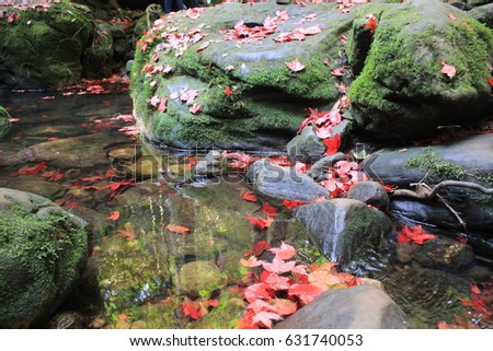 Red flower on water