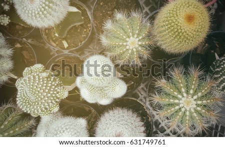 Top view of cactus succulent plant in flower pot texture background.
