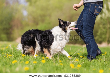 picture of a woman with her Border Collie on the meadow