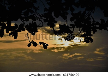 Leaf and sundown Royalty-Free Stock Photo #631756409