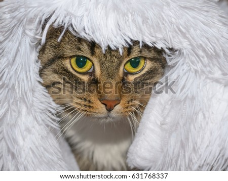 Cat sits under a cloth .Horizontal.