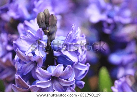 the Lavender flower on the garden at flower show