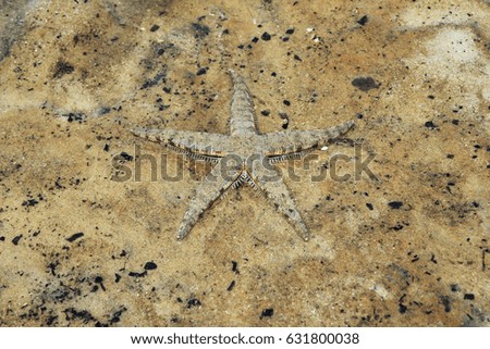 Travel to Krabi, Thailand. A starfish on a sand under the sea waves.