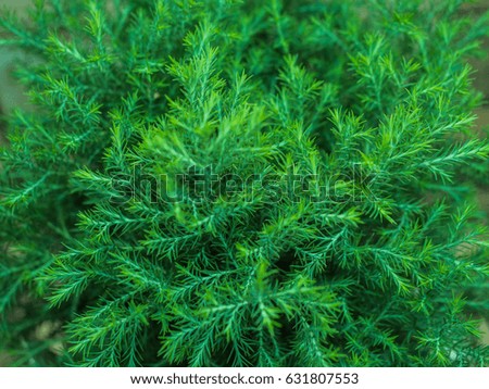 abstract green bokeh nature background from pine leaf