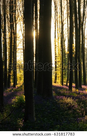 The rising sun illuminates the blue bells of the Hallerbos. Near the city of Halle, Belgium, south of Brussels.
