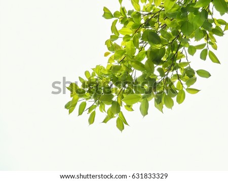 green leaves and branches on white background for abstract texture environment nature love earth concept for design and decoration Royalty-Free Stock Photo #631833329
