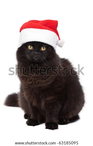 christmas cat isolated
