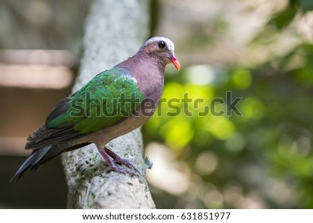 Image of bird (Common Emerald Dove) on nature background.  Animals.