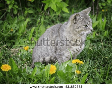 A cat on a flowering lawn
