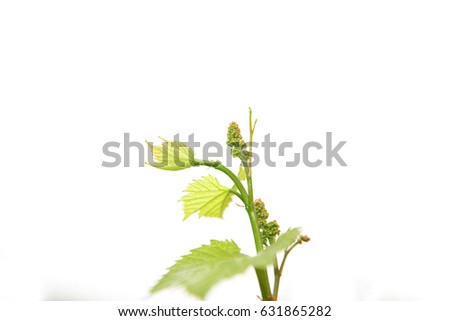 Flower of the grape vine Royalty-Free Stock Photo #631865282
