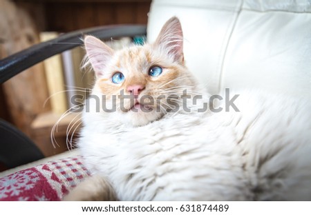 A strabismus cat with warm fall colors in soft-focus in the background.