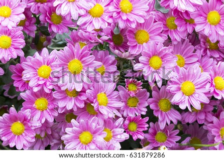 Close up garden of blooming  orange chrysanthemum flowers covered with rain droplets in garden setting