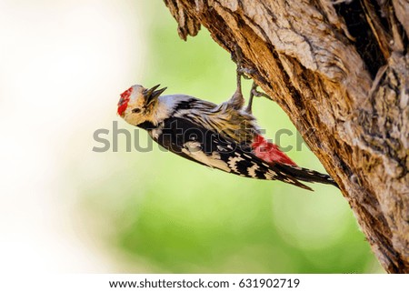 Cute Woodpecker on tree. Green forest background.
Middle Spotted Woodpecker / Dendrocopos medius