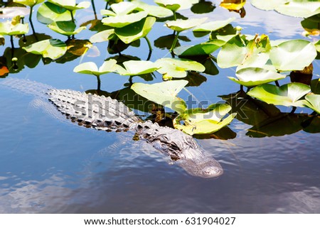 American Alligator in Florida Wetland. Everglades National Park in USA. Popular place for tourists, wild nature and animals.