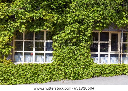 White windows with green ivy creeper 
