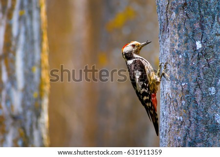 Cute Woodpecker on tree. Green forest background.
Middle Spotted Woodpecker / Dendrocopos medius
