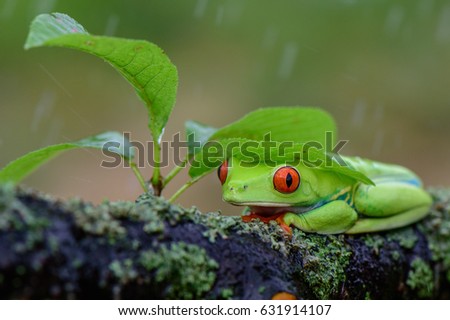 Frog/Red-Eyed Amazon Tree Frog (Agalychnis Callidryas)