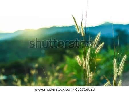 Morning grass flower beautiful background